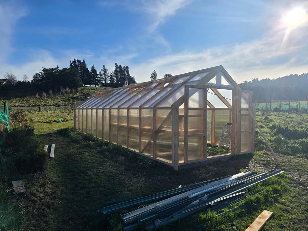 Finished timber and polycarbonate greenhouse in a paddock, low sun behind it